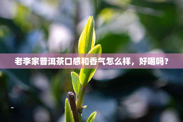 老李家普洱茶口感和香气怎么样，好喝吗？