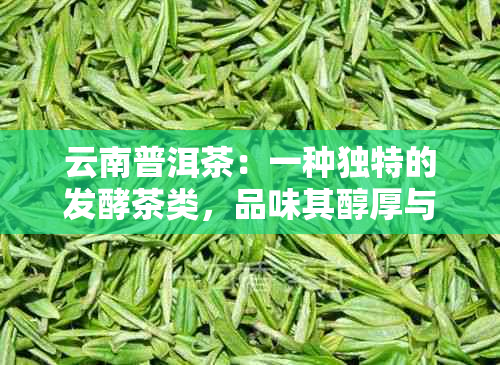 云南普洱茶：一种独特的发酵茶类，品味其醇厚与独特的香气