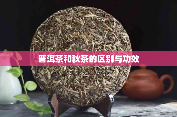 普洱茶和秋茶的区别与功效