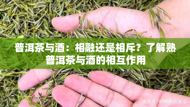 普洱茶与：相融还是相斥？了解熟普洱茶与的相互作用