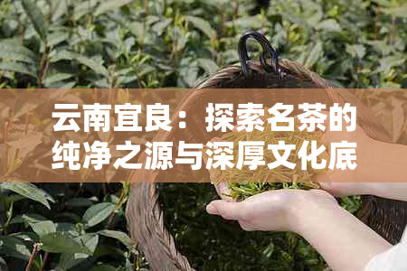 云南宜良：探索名茶的纯净之源与深厚文化底蕴