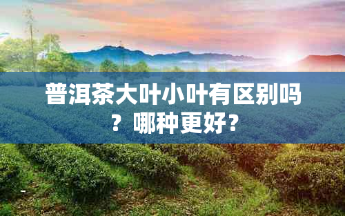 普洱茶大叶小叶有区别吗？哪种更好？