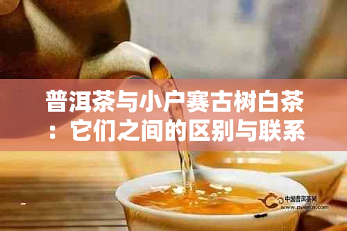 普洱茶与小户赛古树白茶：它们之间的区别与联系