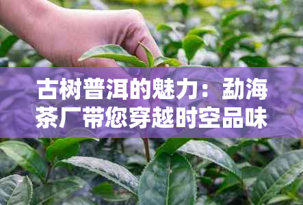 古树普洱的魅力：勐海茶厂带您穿越时空品味真正的千年茶香