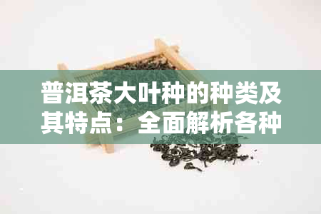 普洱茶大叶种的种类及其特点：全面解析各种普洱茶品种