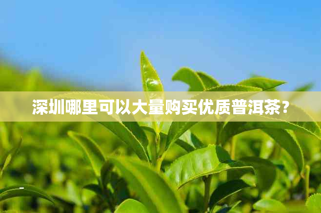 深圳哪里可以大量购买优质普洱茶？