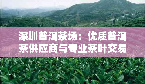 深圳普洱茶场：优质普洱茶供应商与专业茶叶交易中心