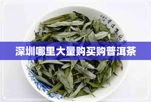 深圳哪里大量购买购普洱茶