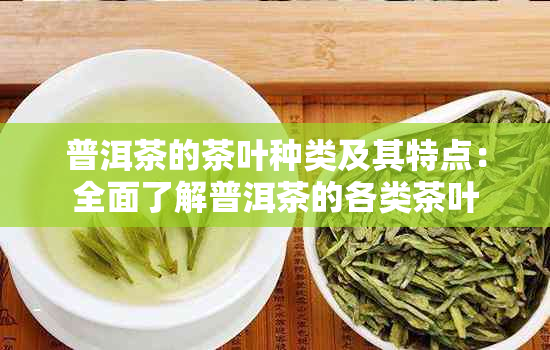 普洱茶的茶叶种类及其特点：全面了解普洱茶的各类茶叶