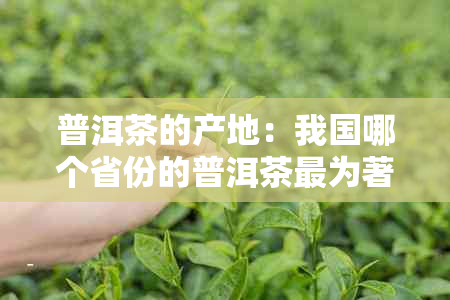 普洱茶的产地：我国哪个省份的普洱茶最为著名？