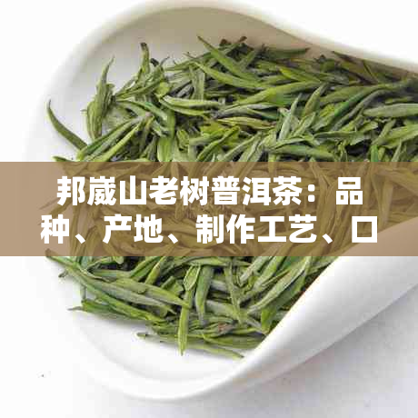 邦崴山老树普洱茶：品种、产地、制作工艺、口感与泡法的全面解析