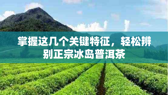 掌握这几个关键特征，轻松辨别正宗冰岛普洱茶