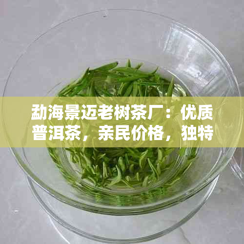 勐海景迈老树茶厂：优质普洱茶，亲民价格，独特风味，购买指南