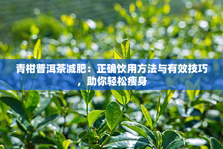 青柑普洱茶减肥：正确饮用方法与有效技巧，助你轻松瘦身