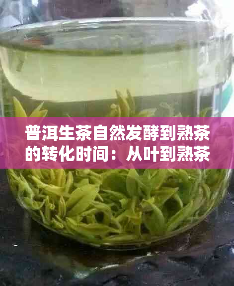 普洱生茶自然发酵到熟茶的转化时间：从叶到熟茶的全过程解析