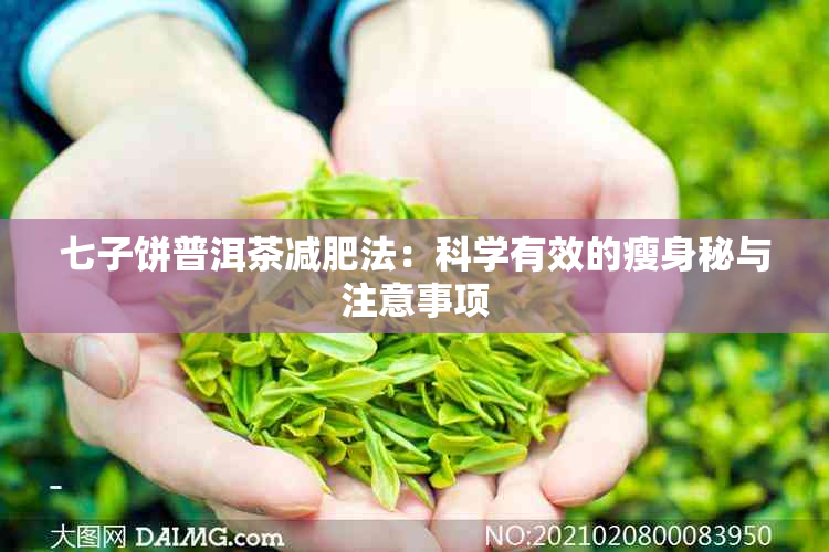 七子饼普洱茶减肥法：科学有效的瘦身秘与注意事项