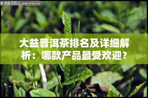 大益普洱茶排名及详细解析：哪款产品更受欢迎？