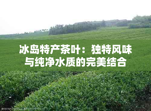 冰岛特产茶叶：独特风味与纯净水质的完美结合