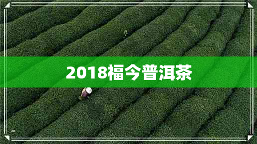 2018福今普洱茶