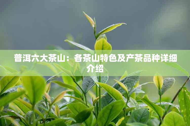 普洱六大茶山：各茶山特色及产茶品种详细介绍