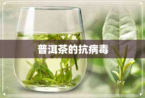 普洱茶的抗病