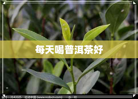 每天喝普洱茶好