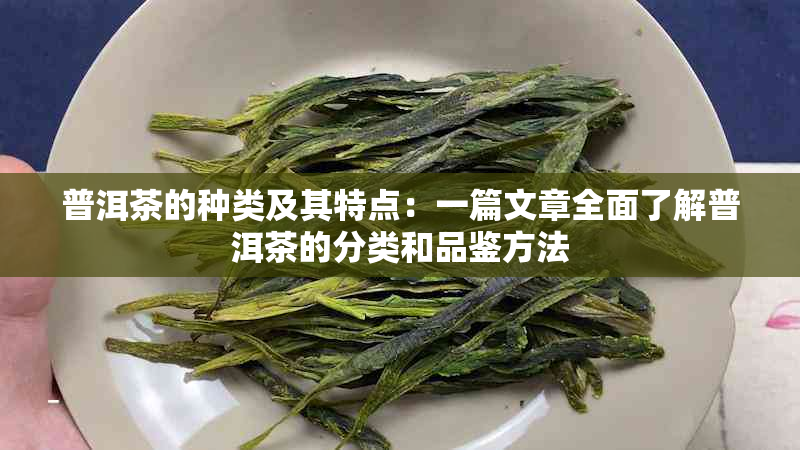 普洱茶的种类及其特点：一篇文章全面了解普洱茶的分类和品鉴方法