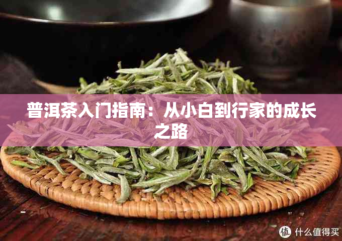 普洱茶入门指南：从小白到行家的成长之路