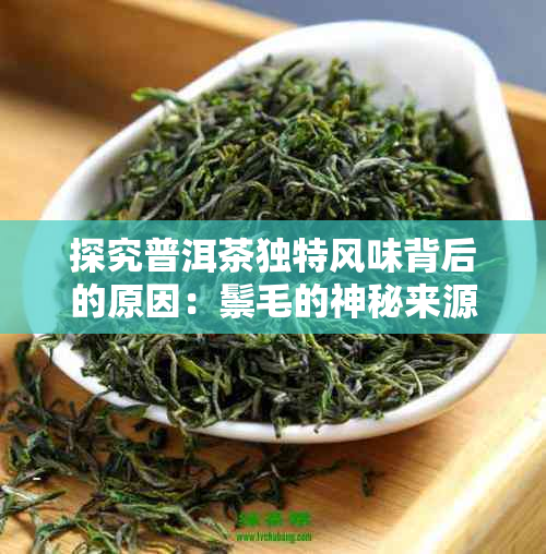 探究普洱茶独特风味背后的原因：鬃毛的神秘来源及其对茶叶品质的影响