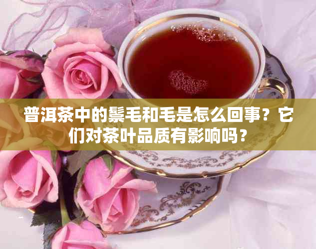 普洱茶中的鬃毛和毛是怎么回事？它们对茶叶品质有影响吗？