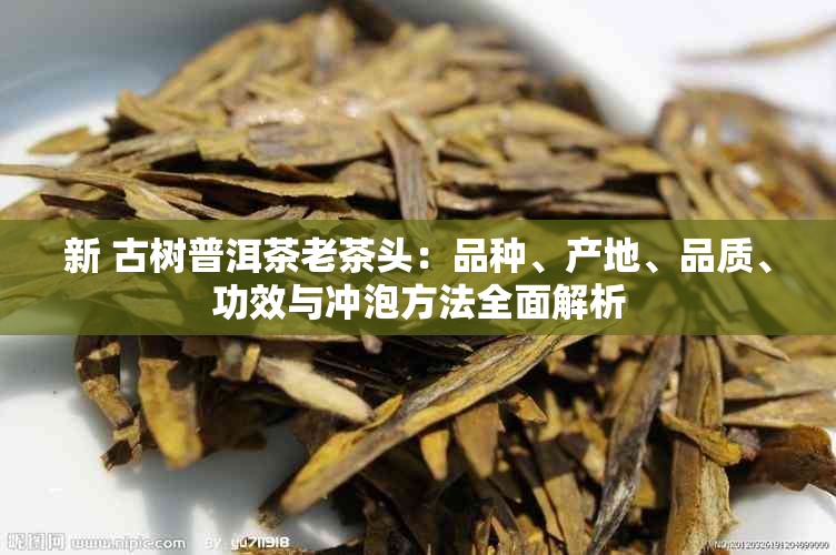 新 古树普洱茶老茶头：品种、产地、品质、功效与冲泡方法全面解析