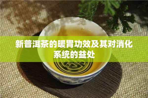 新普洱茶的暖胃功效及其对消化系统的益处