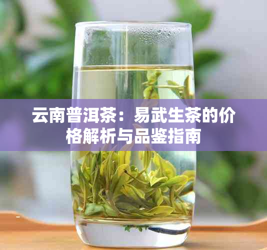 云南普洱茶：易武生茶的价格解析与品鉴指南