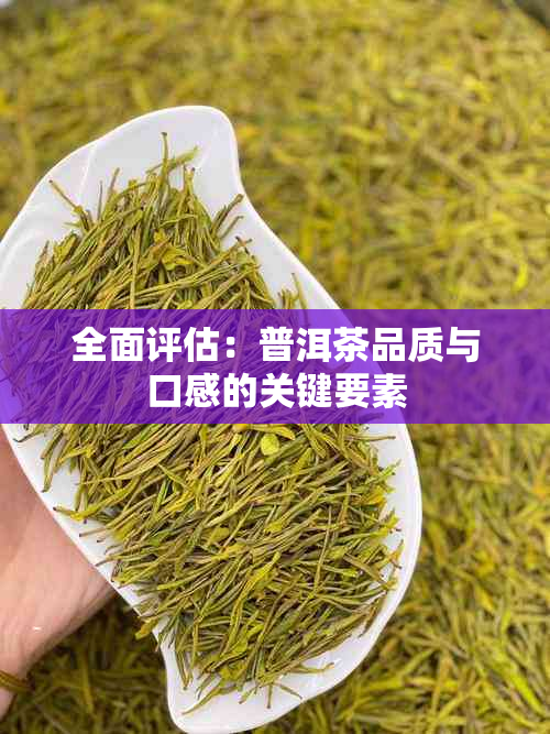 全面评估：普洱茶品质与口感的关键要素