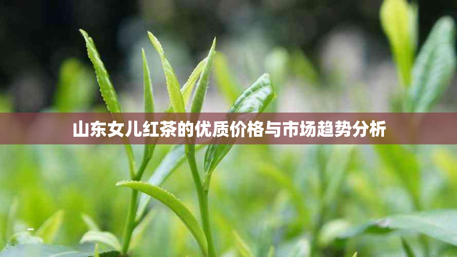 山东女儿红茶的优质价格与市场趋势分析