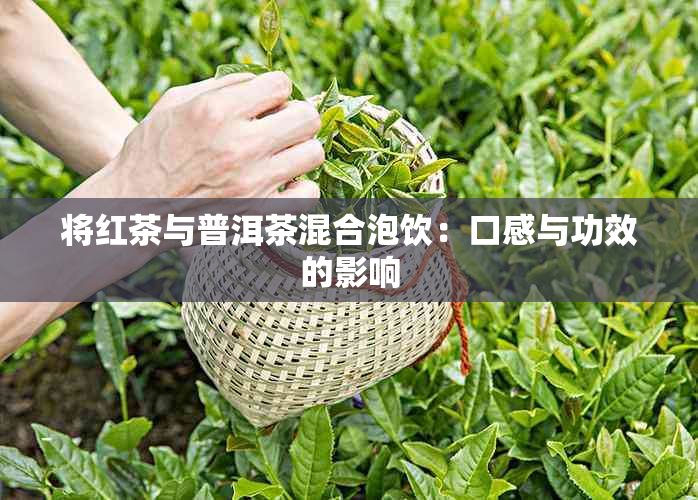 将红茶与普洱茶混合泡饮：口感与功效的影响