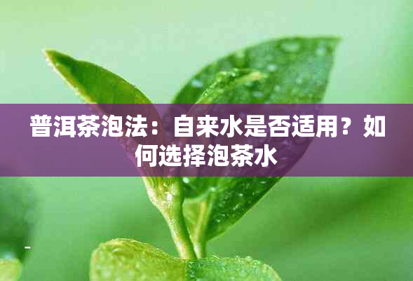 普洱茶泡法：自来水是否适用？如何选择泡茶水