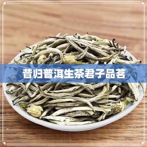 昔归普洱生茶君子品茗