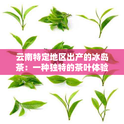 云南特定地区出产的冰岛茶：一种独特的茶叶体验