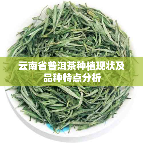 云南省普洱茶种植现状及品种特点分析