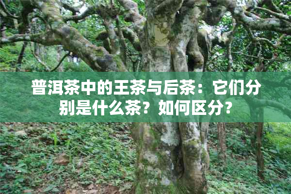 普洱茶中的王茶与后茶：它们分别是什么茶？如何区分？