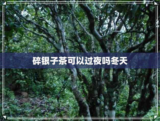 碎银子茶可以过夜吗冬天