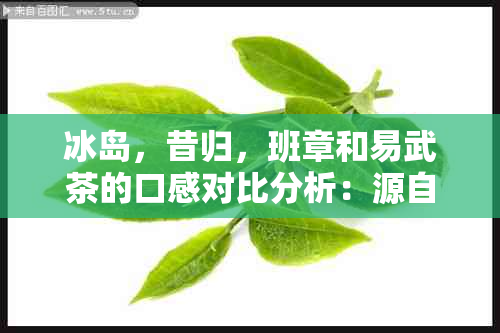 冰岛，昔归，班章和易武茶的口感对比分析：源自不同产地的独特风味