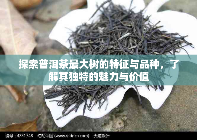 探索普洱茶更大树的特征与品种，了解其独特的魅力与价值