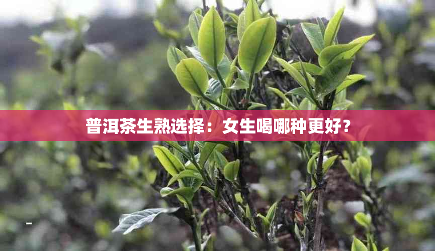 普洱茶生熟选择：女生喝哪种更好？