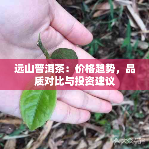 远山普洱茶：价格趋势，品质对比与投资建议