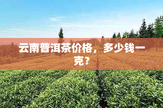 云南普洱茶价格，多少钱一克？