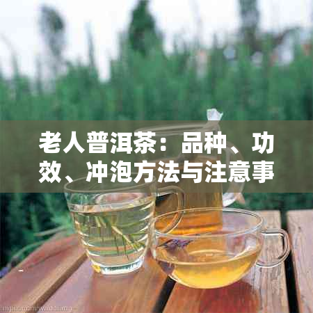 老人普洱茶：品种、功效、冲泡方法与注意事项的全面解析