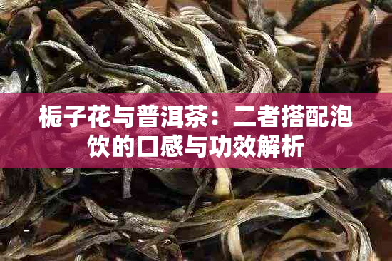 栀子花与普洱茶：二者搭配泡饮的口感与功效解析