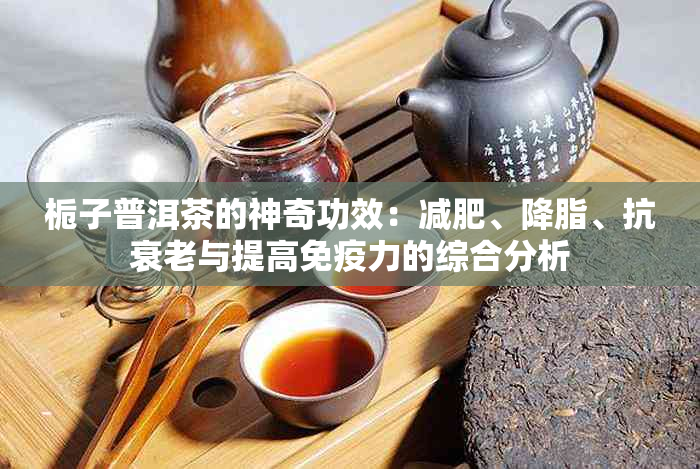 栀子普洱茶的神奇功效：减肥、降脂、抗衰老与提高免疫力的综合分析